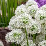 Bulbes à fleurs à planter à l'automne - Allium Mount Everest (x1) - face recto